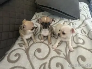Chihuahua Welpen