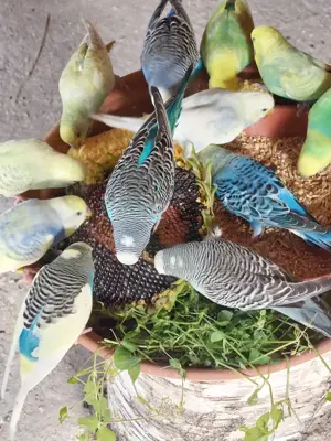 Nestjunge Wellensittiche 