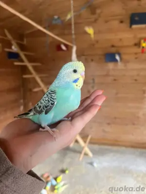 Nestjunge Wellensittiche 