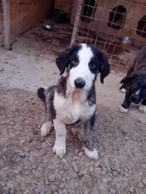 Milan würde sich auf ein Zuhause freuen