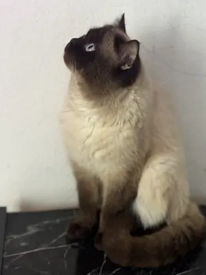 Wunderschöner, geimpfter Kater sucht liebevolles Zuhause   2,5 Jahre alt