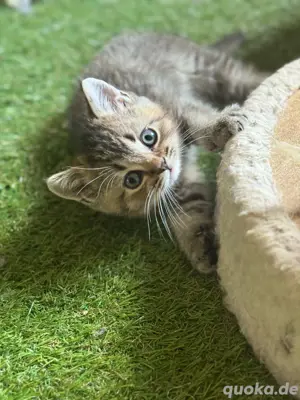  bkh kitten ihre vater hat stammbaum
