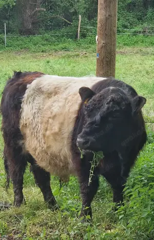 Galloway Belted Bulle