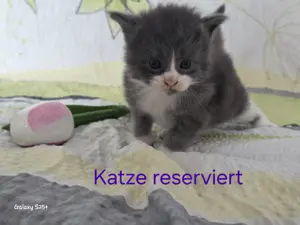 Wundervolle Maine Coon Kitten Mai Kätzchen