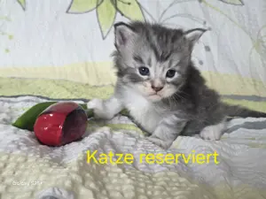 Wundervolle Maine Coon Kitten Mai Kätzchen Bild 7