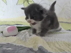 Wundervolle Maine Coon Kitten Mai Kätzchen Bild 2