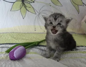 Wundervolle Maine Coon Kitten Mai Kätzchen Bild 6