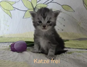 Wundervolle Maine Coon Kitten Mai Kätzchen Bild 5