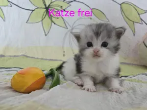 Wundervolle Maine Coon Kitten Mai Kätzchen Bild 3