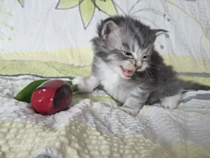 Wundervolle Maine Coon Kitten Mai Kätzchen Bild 8