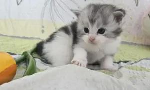 Wundervolle Maine Coon Kitten Mai Kätzchen Bild 4