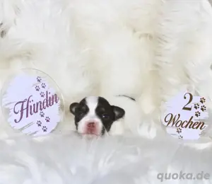 Chihuahua Welpen mit Ahnentafel