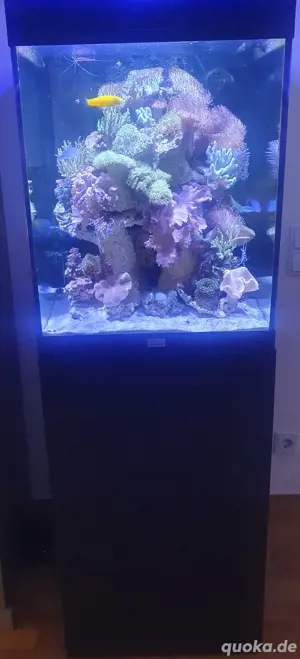 Meerwasseraquarium Komplettset 