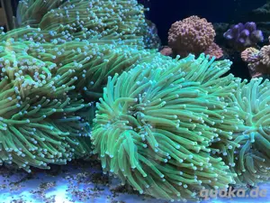 Euphyllia glabrescens Torch Korallen Meerwasser Bild 2