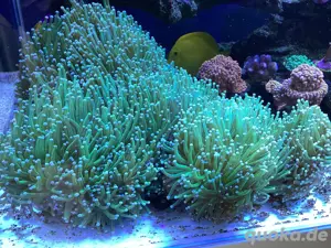 Euphyllia glabrescens Torch Korallen Meerwasser Bild 5