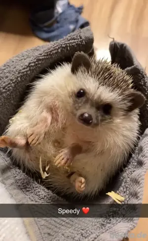 Weißbauchigel Männlich