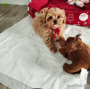 Süsses Maltipoo Weibchen 