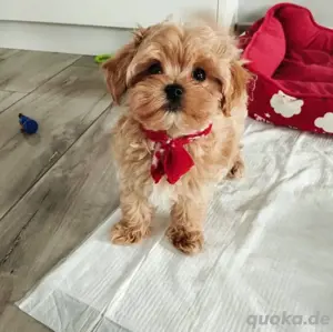 Süsses Maltipoo Weibchen