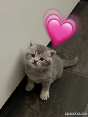 Reinrassige Bkh kitten 