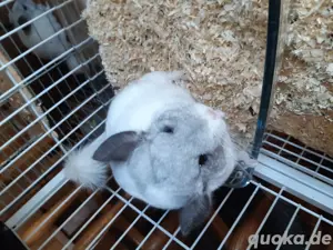 verkaufe Chinchilla Dame