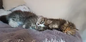 Perser - Ragdoll Mix Kitten