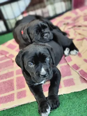 Cane Corso Italiener ( Welpen)