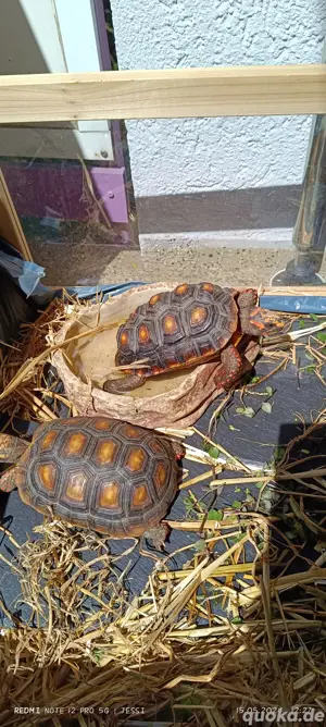 2 Köhlerschildkröten 2019