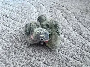 Pfirsichköpfchen Baby