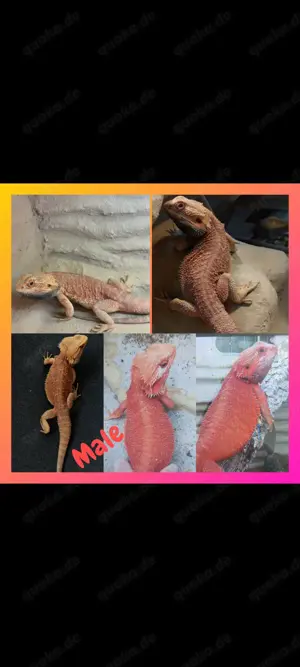Bartagamen Babys Nachzucht 2025 Bild 2
