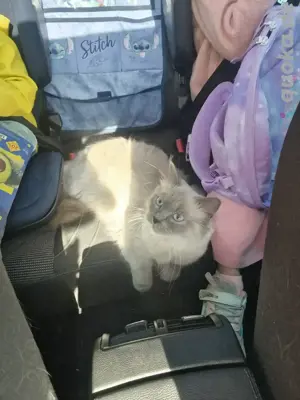 Ragdoll Weilblich Yuna