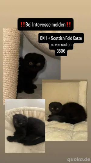 BKH babys suchen ihr zuhause