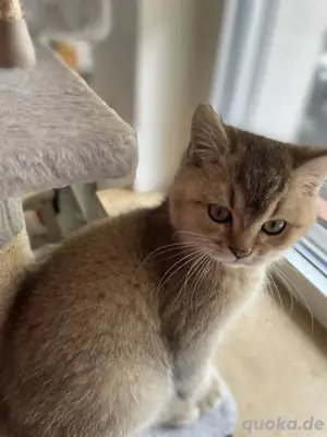 BKH Kitten   