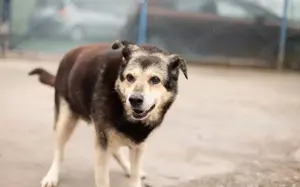 Wer schließt Hundeoma Kiwi in sein Herz?