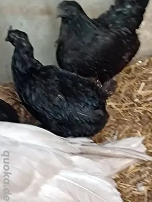 drei zoomani Hennen und ein weißer Hahn Bild 2
