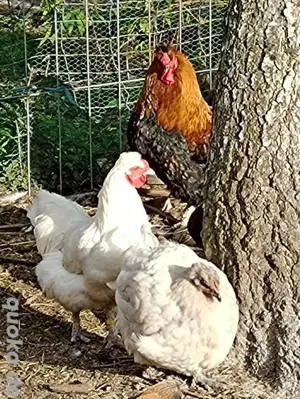 drei zoomani Hennen und ein weißer Hahn Bild 3