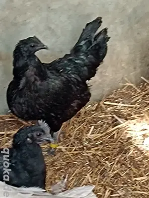 drei zoomani Hennen und ein weißer Hahn