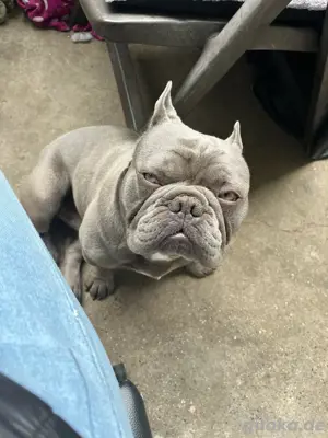 französische Bulldogge,Rüde sucht ein schönes zu Hause 
