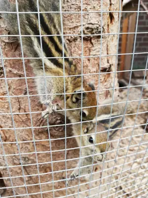 Chinesische Baumstreifenhörnchen