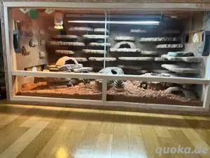 Leopardgeckos & Terrarium
