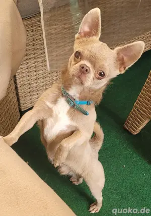 Chihuahua Rüde lilac