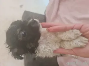 Hundewelpen Mischlinge