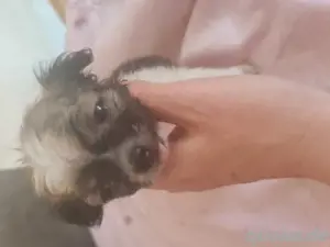 Hundewelpen Mischlinge