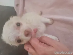 Hundewelpen Mischlinge