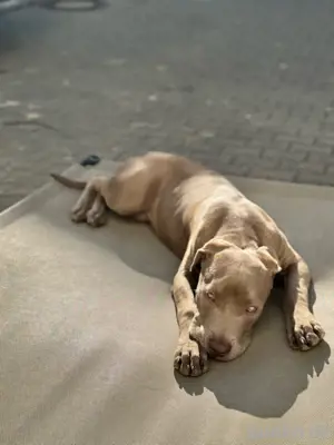 American Bully XL 
