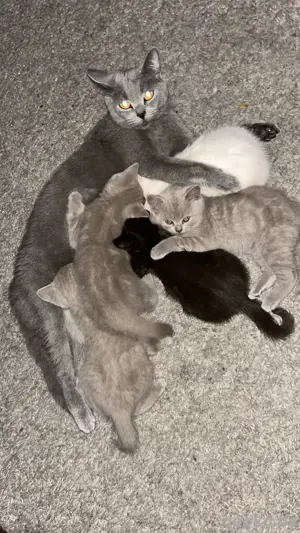BKH Kitten   