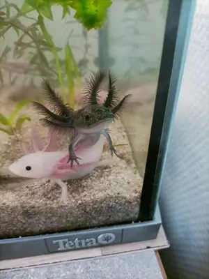Nachzucht Axolotl 