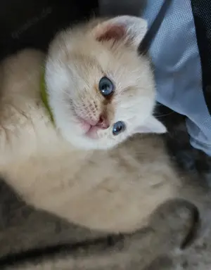 Reinrassiger BKH Schmusebär mit Blue Eyes sucht dich!