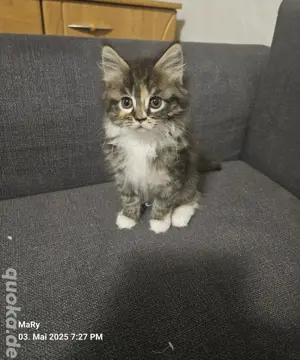 Maine Coon Heilige Birma Mix 
