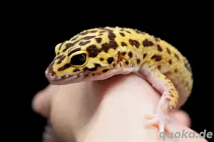 0.1 Leopardgecko "Gini"