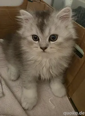 Entzückende Katzenbabys - männlich  Bild 3